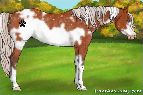 Horse Color:White Spotted Silver Bay Frame Snowflake Varnish Rabicano 