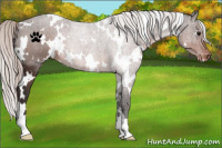 Horse Color:White Spotted Silver Brown Appaloosa 