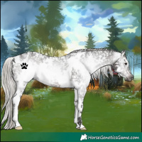 Horse Color:Gray White Spotted Silver Brown Snowflake Varnish 