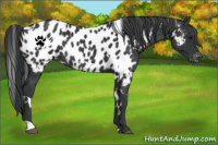 Horse Color:White Spotted Black Appaloosa Rabicano 