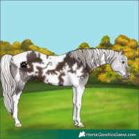Horse Color:White Spotted Silver Brown Tobiano 