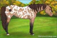 Horse Color:Bay Dun Appaloosa 