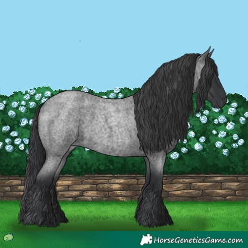 Horse Color:Blue Roan 