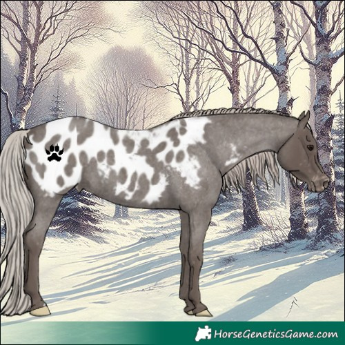 Horse Color:Silver Blue Roan Appaloosa 