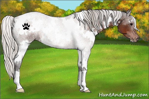 Horse Color:White Spotted Silver Brown