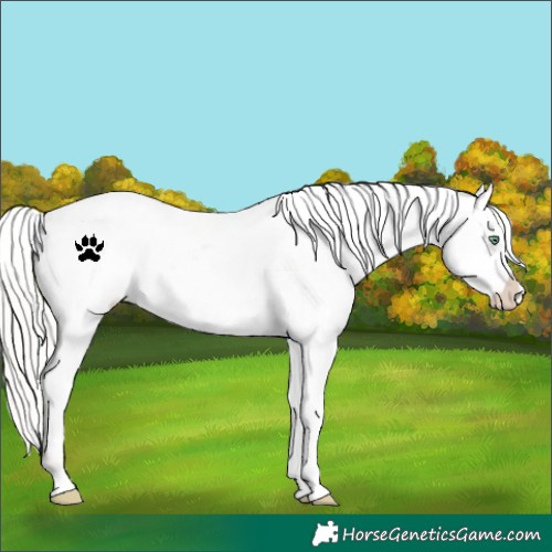 Horse Color:White Spotted Silver Amber Champagne Varnish