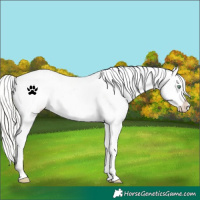 Horse Color:White Spotted Silver Amber Champagne Varnish 