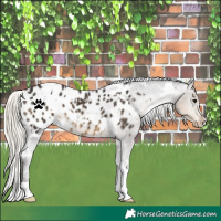 Horse Color:White Spotted Silver Smoky Black Appaloosa 