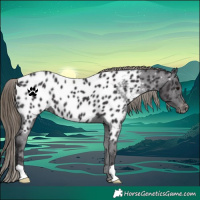 Horse Color:Smoky Black Near Leopard