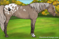 Horse Color:Silver Grullo Roan Appaloosa 