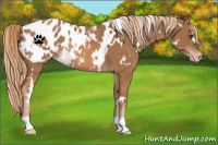 Horse Color:White Spotted Chestnut Blanket Rabicano 