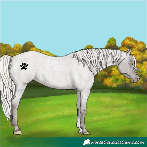 Horse Color:Silver Blue Roan Appaloosa 