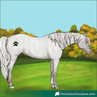 Horse Color:Silver Blue Roan Varnish