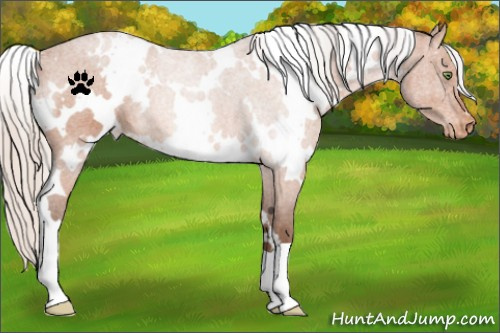 Horse Color:White Spotted Silver Brown Roan Appaloosa 