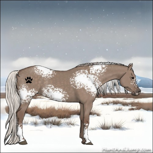 Horse Color:White Spotted Silver Grullo Rabicano 