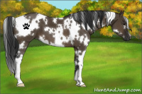 Horse Color:Gray White Spotted Brown Dun 
