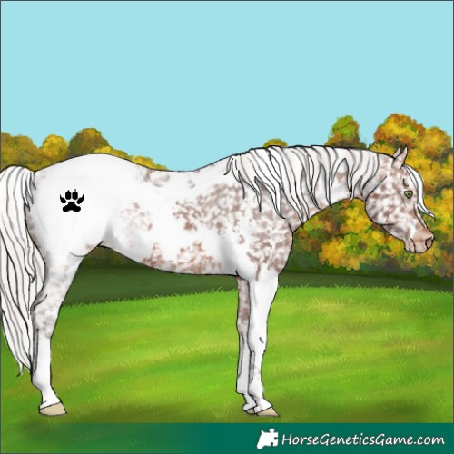 Horse Color:White Spotted Silver Brown Appaloosa 