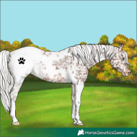 Horse Color:White Spotted Silver Brown Appaloosa 