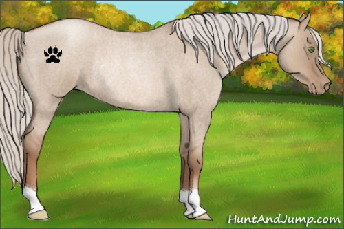 Horse Color:Silver Grullo Roan Pearl Rabicano 