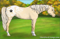 Horse Color:Palomino Dun Appaloosa Rabicano