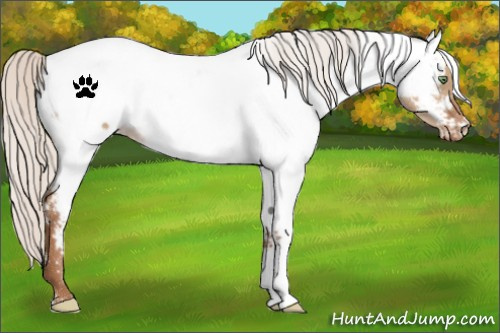 Horse Color:White Spotted Silver Brown Pearl Dun Appaloosa 