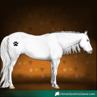 Horse Color:Gray White Spotted Silver Bay Varnish