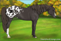Horse Color:Smoky Black Appaloosa