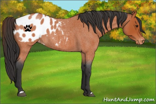 Horse Color:Brown Roan Appaloosa 