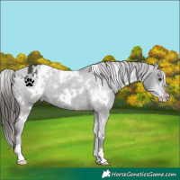 Horse Color:White Spotted Liver Chestnut Varnish