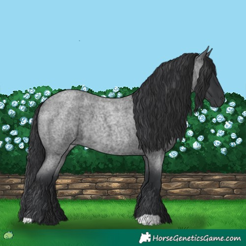 Horse Color:Blue Roan 