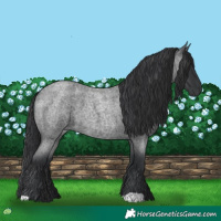 Horse Color:Blue Roan