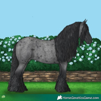 Horse Color:Blue Roan 