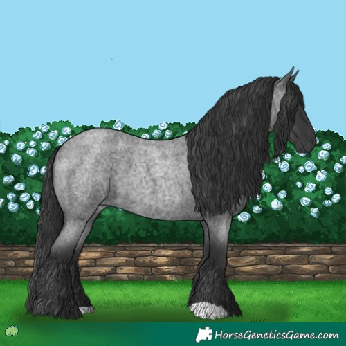 Horse Color:Blue Roan 