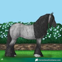 Horse Color:Blue Roan
