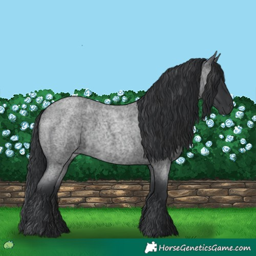 Horse Color:Blue Roan 