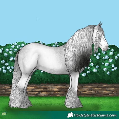 Horse Color:Gray Blue Roan Splash 