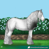 Horse Color:Gray Blue Roan Splash 