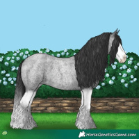 Horse Color:Blue Roan Splash 