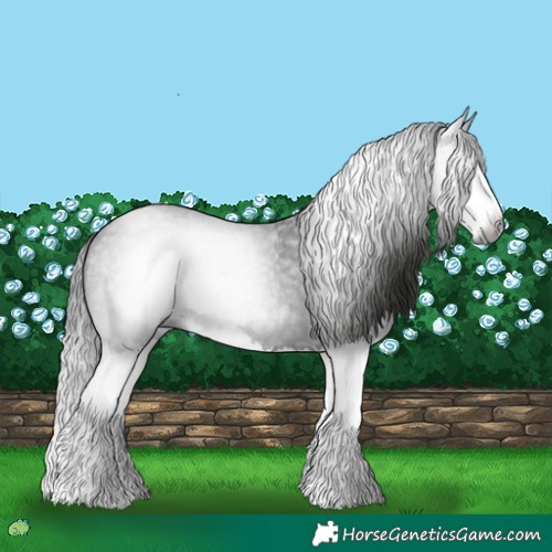 Horse Color:Gray Blue Roan Splash 