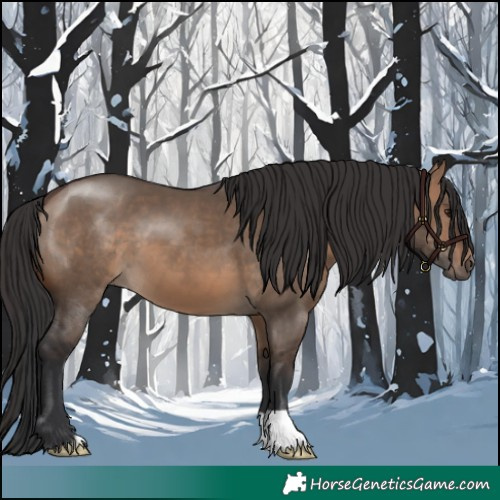 Horse Color:Brown Dun