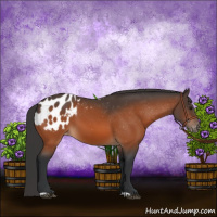 Horse Color:Bay Appaloosa 