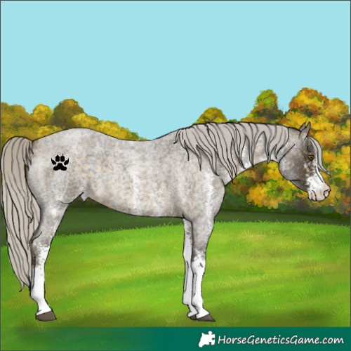 Horse Color:White Spotted Silver Buckskin Roan 