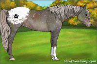 Horse Color:Silver Black Appaloosa 
