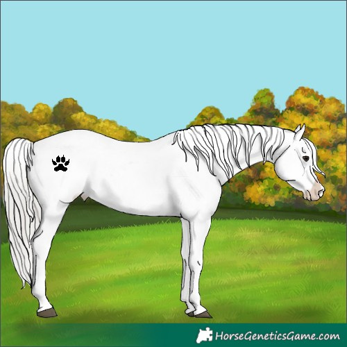 Horse Color:Silver Black Appaloosa 
