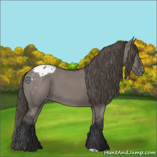 Horse Color:Grullo Appaloosa 