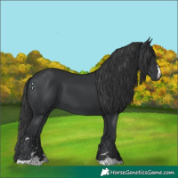 Horse Color:Black 