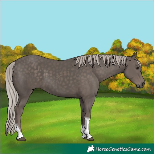 Horse Color:Silver Black Tobiano
