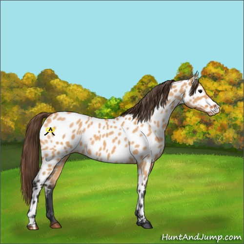 Horse Color:Bay Dun Appaloosa 