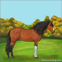Horse Color:Bay 