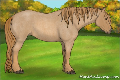 Horse Color:Red Roan 